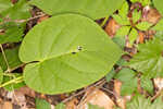 Climbing milkvine